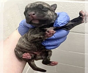 Labrador Retriever Dogs for adoption in Houston, TX, USA