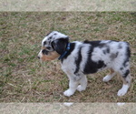 Puppy 3 Australian Shepherd
