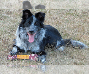 Border Collie Puppy for Sale in WOODINVILLE, Washington USA