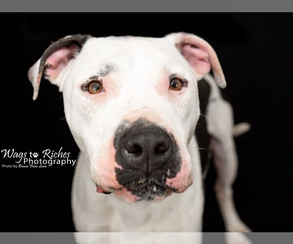 Medium Photo #3 Bulloxer Puppy For Sale in Anniston, AL, USA