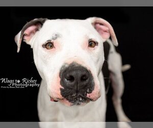 Bodie - Male Bulloxer Dog for Adoption - Photo #3