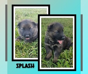 German Shepherd Dog Puppy for Sale in BROOKFIELD, Missouri USA