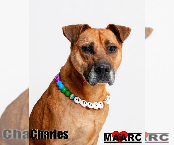 Medium Photo #6 Boxer-Mountain Cur Mix Puppy For Sale in Maryville, TN, USA