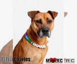 Small #5 Boxer-Mountain Cur Mix