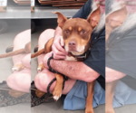 Small #2 American Staffordshire Terrier Mix