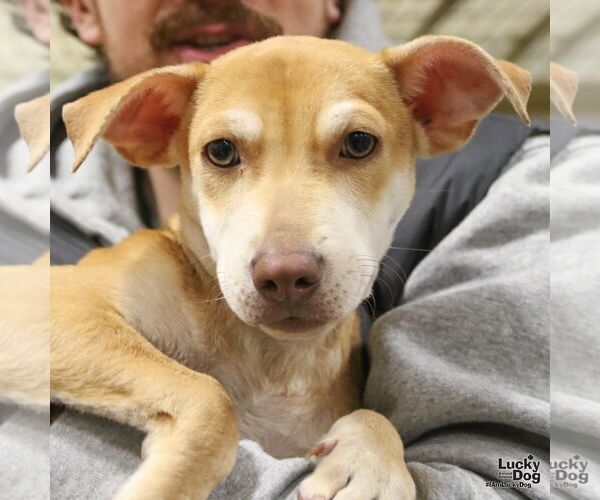 Medium Photo #5 Labrador Retriever-Unknown Mix Puppy For Sale in Washington, DC, USA