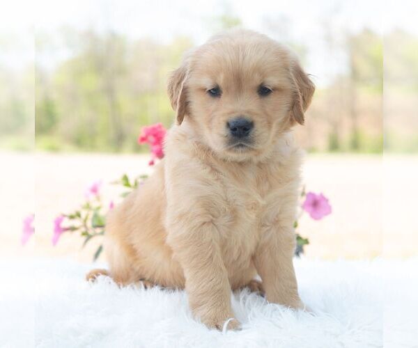 Medium Photo #4 Golden Retriever Puppy For Sale in NEWPORT, PA, USA