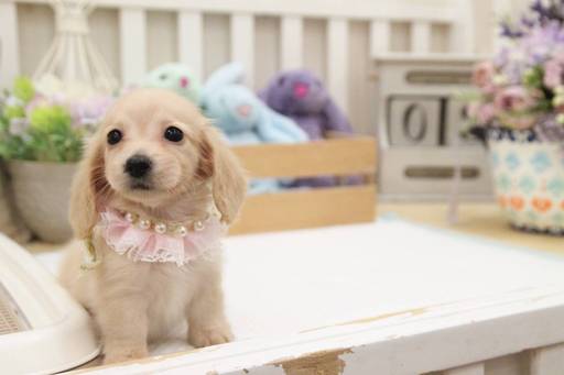 Medium Photo #1 Dachshund Puppy For Sale in SAN JOSE, CA, USA