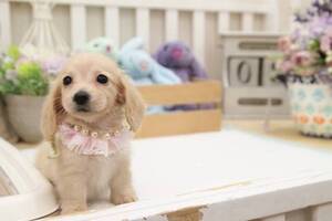 View Ad Dachshund Puppy For Sale Near California San Jose Usa