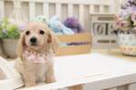 Small Photo #1 Dachshund Puppy For Sale in SAN JOSE, CA, USA