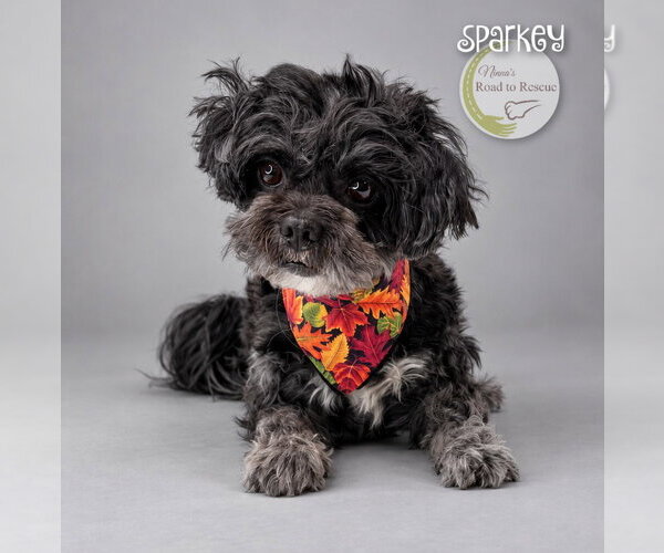 Medium Photo #2 Shih Tzu Puppy For Sale in Benton, LA, USA
