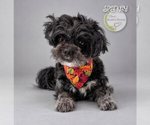 Sparkey - Male Shih Tzu Dog for Adoption - Photo #2