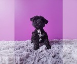 Small Photo #4 Schnauzer (Miniature) Puppy For Sale in ROGERS, AR, USA