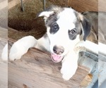 Small #8 German Shepherd Dog-Siberian Husky Mix