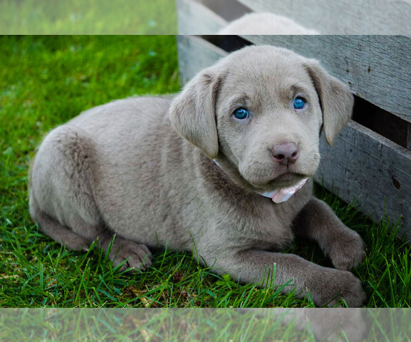 Medium Photo #6 Labrador Retriever Puppy For Sale in MILLMONT, PA, USA