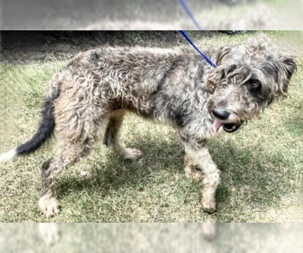 Medium Photo #1 GIANT SCHNAUZER -Unknown Mix Puppy For Sale in Houston, TX, USA