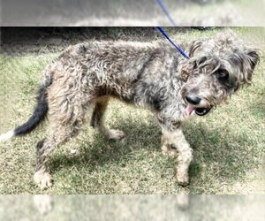 GIANT SCHNAUZER -Unknown Mix Dogs for adoption in Houston, TX, USA