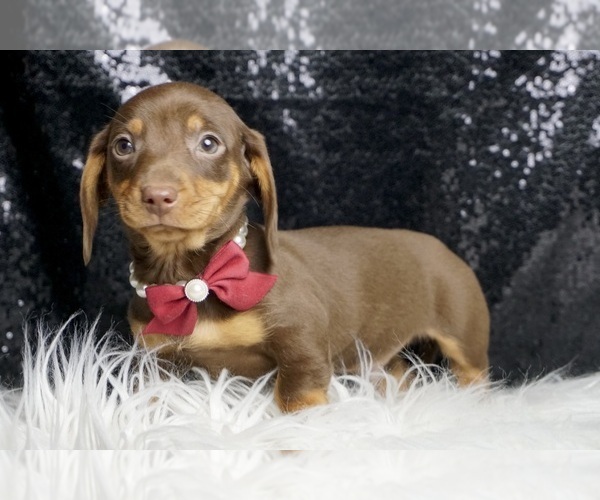 Medium Photo #7 Dachshund Puppy For Sale in WARSAW, IN, USA