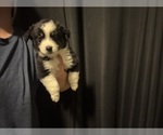 Puppy Spencer Australian Shepherd