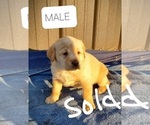 Small Photo #5 Labrador Retriever Puppy For Sale in WILLARD, WI, USA