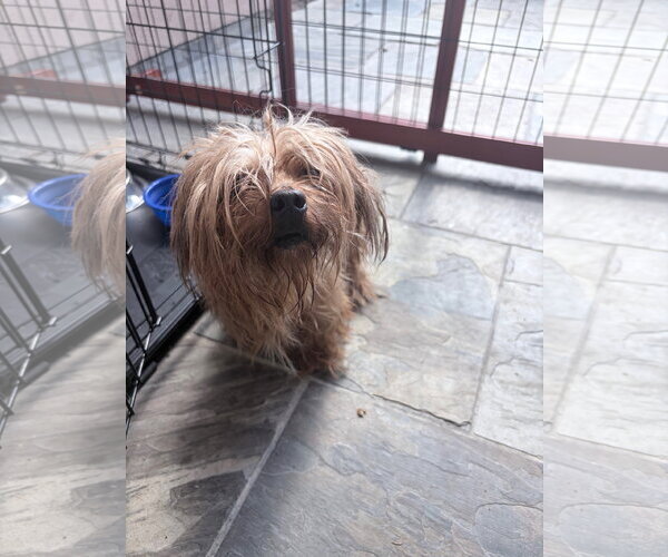 Medium Photo #2 Mutt Puppy For Sale in Spring, TX, USA