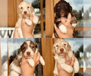 Aussiedoodle Miniature  Puppy for sale in ALLEN, TX, USA