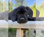 Puppy Puppy 4 Cane Corso