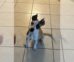 Boxer Dogs for adoption in Dumont, NJ, USA