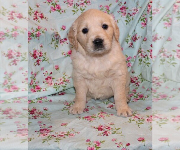 Medium Photo #6 Golden Retriever Puppy For Sale in BLOOMINGTON, IN, USA