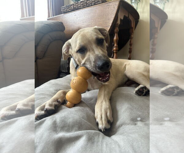 Medium Photo #2 Labrador Retriever-Unknown Mix Puppy For Sale in Germantown, OH, USA