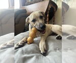 Small #1 Labrador Retriever Mix