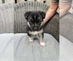 Small Photo #2 German Shepherd Dog-Siberian Husky Mix Puppy For Sale in HOUSTON, TX, USA