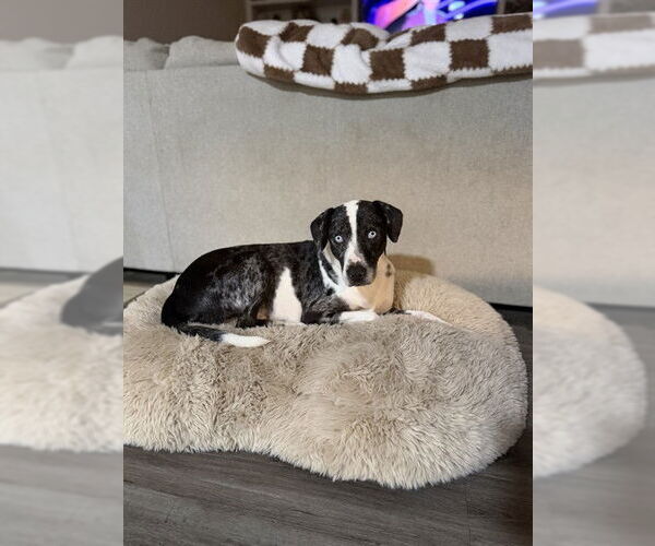 Medium Photo #2 Catahoula Leopard Dog-Unknown Mix Puppy For Sale in Pasadena, TX, USA