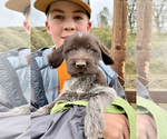 Puppy 3 Wirehaired Pointing Griffon