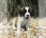 Puppy Bexter Saint Bernard