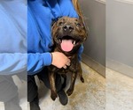 Small Photo #2 Affenpinscher Puppy For Sale in Pierceton , IN, USA