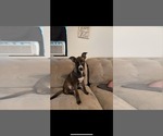 Small American Staffordshire Terrier-Labrador Retriever Mix