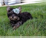 Small Photo #4 Yorkshire Terrier Puppy For Sale in FREDERICKSBURG, OH, USA