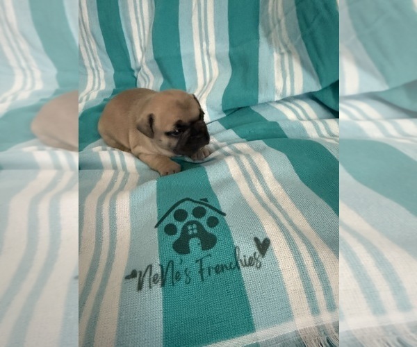 Medium Photo #13 French Bulldog Puppy For Sale in OPP, AL, USA