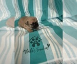 Small #12 French Bulldog