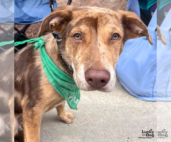 Medium Photo #2 Catahoula Leopard Dog-Labrador Retriever Mix Puppy For Sale in Washington, DC, USA