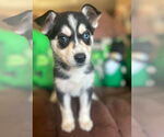 Small Siberian Husky Mix
