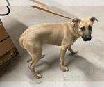 Small American Pit Bull Terrier-Labrador Retriever Mix