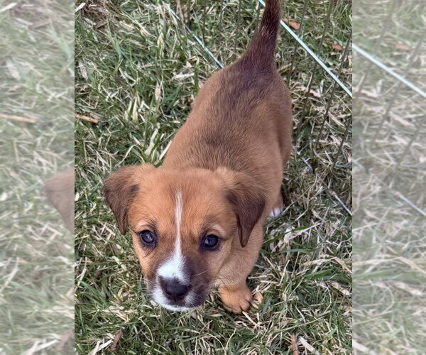 Medium Photo #2 Mutt Puppy For Sale in Mundelein, IL, USA