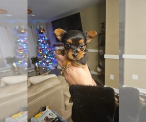 Yorkshire Terrier Litter for sale in GREENVILLE, SC, USA