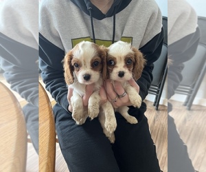 Cavalier King Charles Spaniel Puppy for sale in WELLINGTON, OH, USA