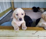 Small Photo #7 Labrador Retriever Puppy For Sale in LEBANON, MO, USA