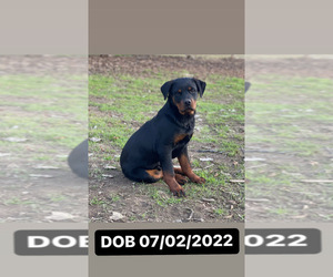 Rottweiler Puppy for sale in ELDERWOOD, CA, USA