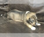 Small Photo #3 American Pit Bull Terrier-German Shepherd Dog Mix Puppy For Sale in BENTON, AR, USA