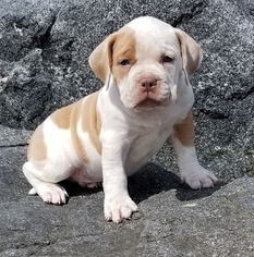 American Bully Puppy for sale in SAN DIEGO, CA, USA